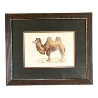 Vintage Framed Camel Print For Sale