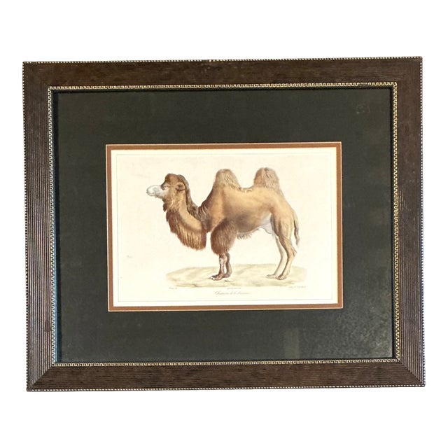 Vintage Framed Camel Print For Sale