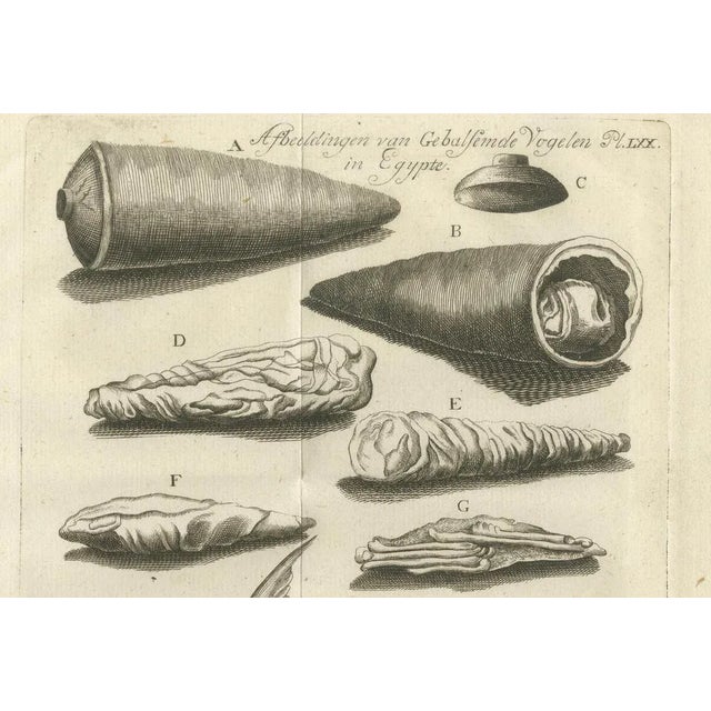 Embalmed Birds and Nile Fish Egyptian Natural Curiosities, 1776, Paper For Sale - Image 3 of 10