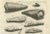 Embalmed Birds and Nile Fish Egyptian Natural Curiosities, 1776, Paper For Sale - Image 3 of 10