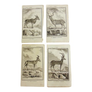 Set of 4 Antique Copper Plate Engravings Prints Buffon 1782 For Sale