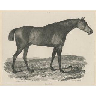 Maxim Gauci, Sharke Thoroughbred Horse Portrait, Lithograph, 1840 For Sale