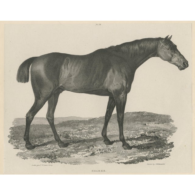 Maxim Gauci, Sharke Thoroughbred Horse Portrait, Lithograph, 1840 For Sale