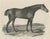 Maxim Gauci, Sharke Thoroughbred Horse Portrait, Lithograph, 1840 For Sale