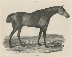 Maxim Gauci, Sharke Thoroughbred Horse Portrait, Lithograph, 1840