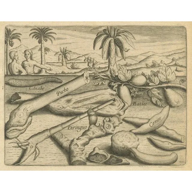 Cinnamon and Aloe and Aromatic Plants, 1598, Paper, Set of 4 For Sale - Image 5 of 10