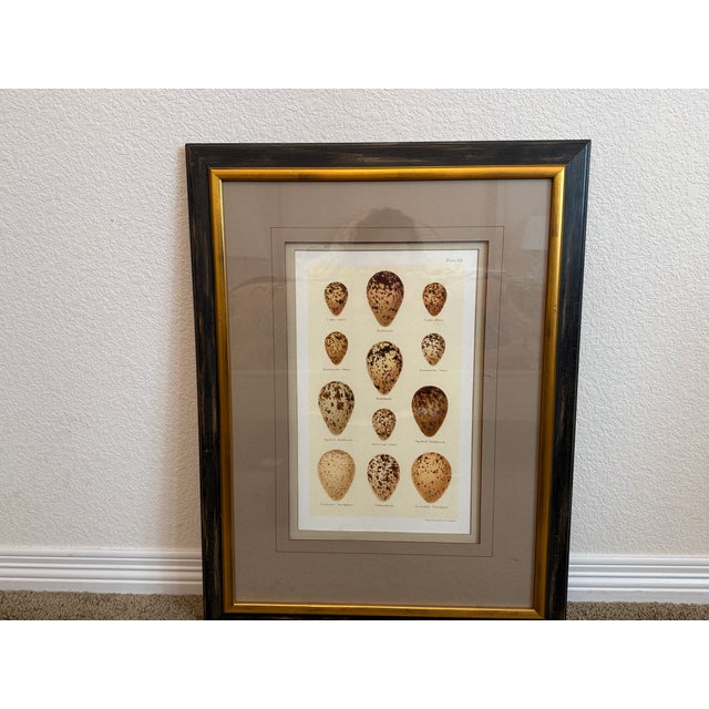 Ethan Allen Eggs of British Birds II For Sale In Denver - Image 6 of 10