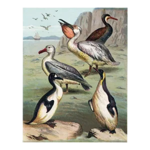 1886, Shorebirds Print Including the Pelican, Original Antique Bird Lithograph