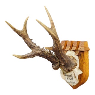 Antique Red Deer Trophy by Philipp Ernst, Prince of Thurn and Taxis, 1933 For Sale
