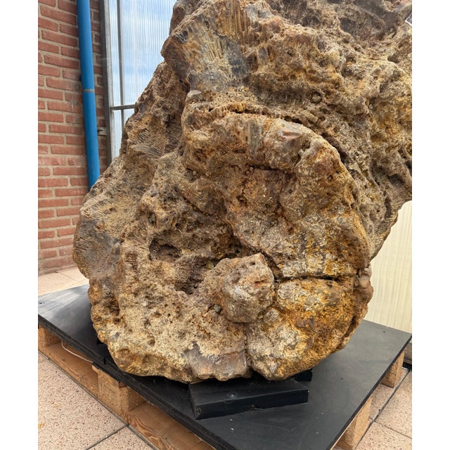 Stone Large Petrified Coral Sculpture by Xyleia Petrified Wood For Sale - Image 7 of 9