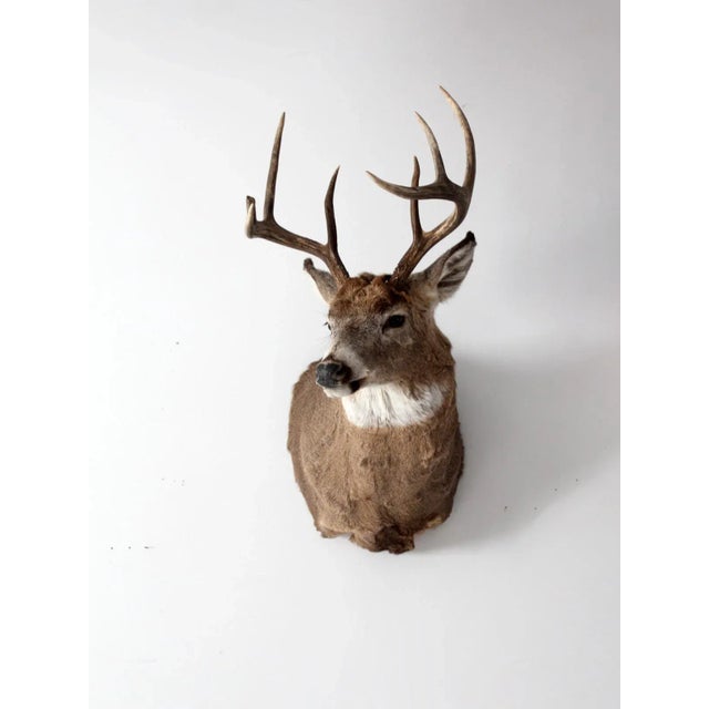 Brown Antique Deer Mount For Sale - Image 8 of 10