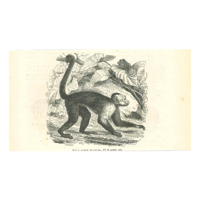 Paul Gervais, The Monkey, 1854, Lithograph For Sale