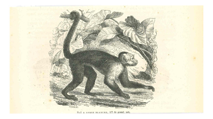 Paul Gervais, The Monkey, 1854, Lithograph