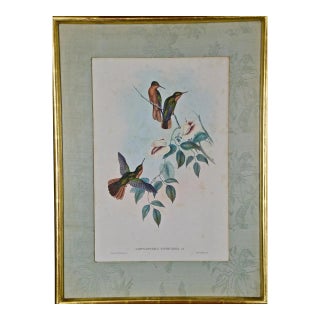 Hummingbirds: Framed Gould Antique Hand-Colored "Rufous-Breasted Sabrewing", 1850 For Sale
