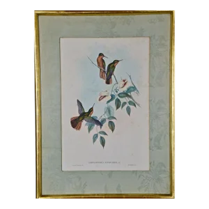 Hummingbirds: Framed Gould Antique Hand-Colored "Rufous-Breasted Sabrewing", 1850