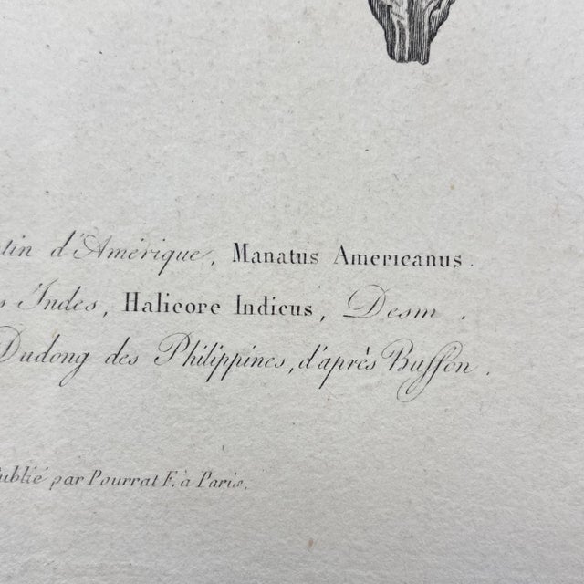 Paper French Antique 18th Century "Lamantin D'Amerique" Animal Engraving Hand Colored Artwork For Sale - Image 7 of 8