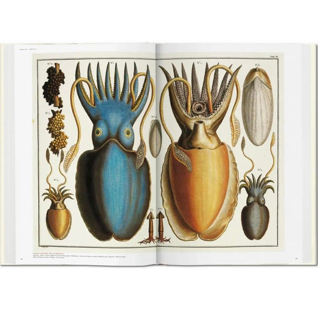 Vintage Albertus Seba “Cabinet of Natural Curiosities” Coffee Table Book by Taschen For Sale In New York - Image 6 of 9