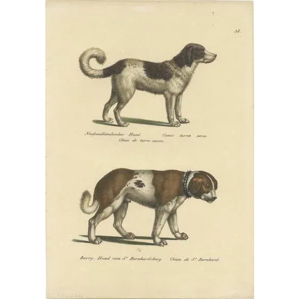 Antique print titled 'Newfoundland Dog (\.) - Barry, Dog from St. Bernhardsberg (\.)'. Original antique print of a...