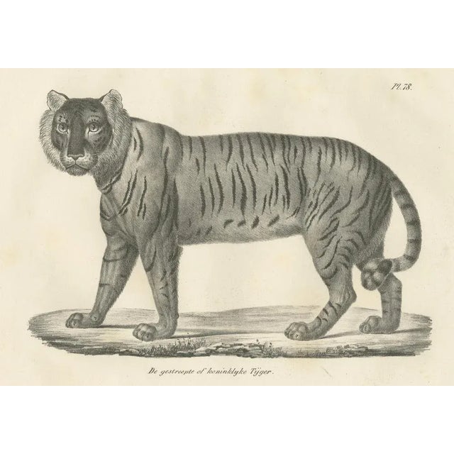 Majestic Striped or Royal Tiger, 1836, Lithograph For Sale - Image 3 of 10