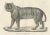 Majestic Striped or Royal Tiger, 1836, Lithograph For Sale - Image 3 of 10