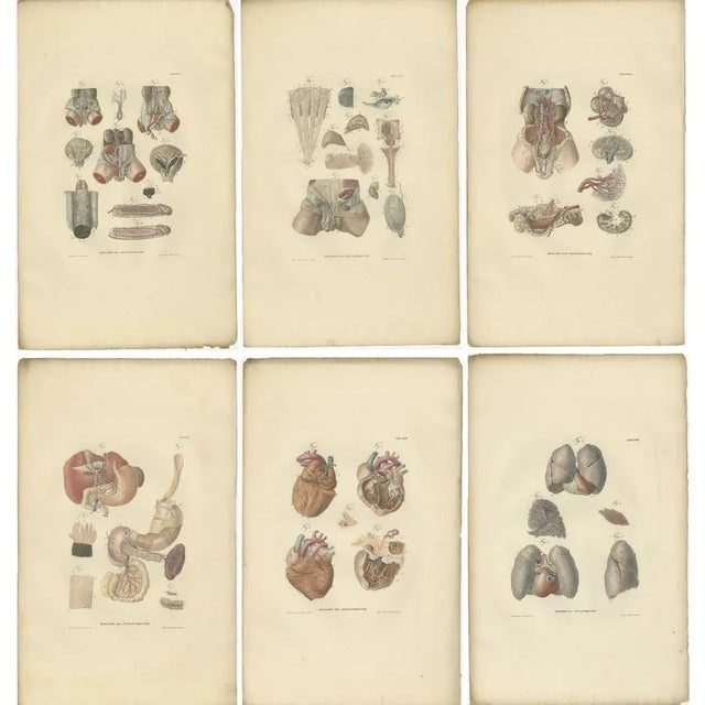 Set of 27 antique anatomy prints of splanchnology, the study of the visceral organs, i.e. digestive, urinary, reproductive...
