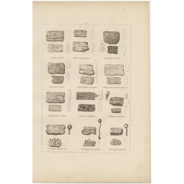 This remarkable wall set of six original scientific lithographs comes from the rare 1874 german publication “cryptogamen-...