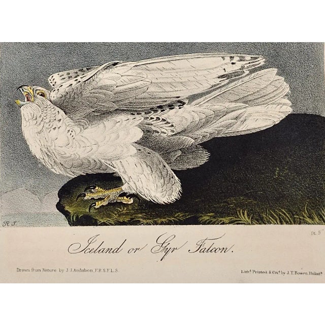 Mid 19th Century Audubon Iceland or Gyr Falcon: An Original 1st Ed. Audubon Hand-Colored Bird Lithograph, 1840-1844 For Sale - Image 5 of 6