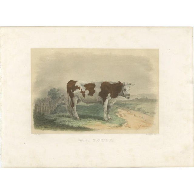 Oudet After Melin, Norman Cow, 1873, Paper For Sale - Image 3 of 12