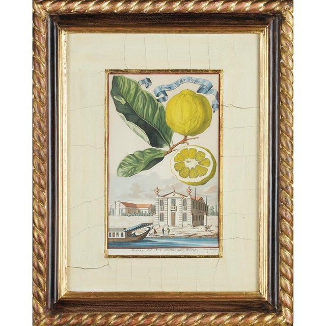 Johann Christoph Volckamer, Nürnbergische Hesperides, 1800s, Engraving & Paper, Set of 4 For Sale - Image 3 of 7