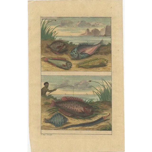 Various Fish Species and Other Marine Life, 1726, Paper, Set of 12 For Sale - Image 10 of 14
