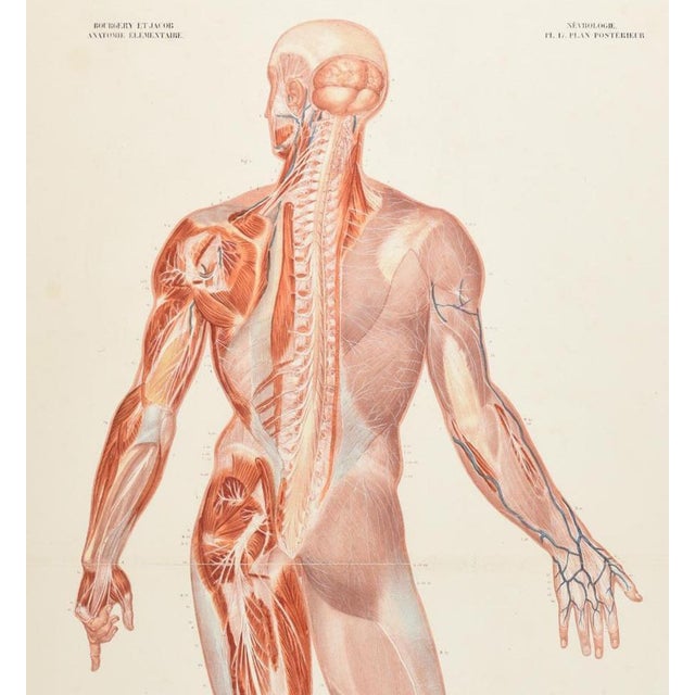 Jacobs, Anatomical Illustration of the Nervous System in the Human Body, 1843, Print For Sale - Image 3 of 5
