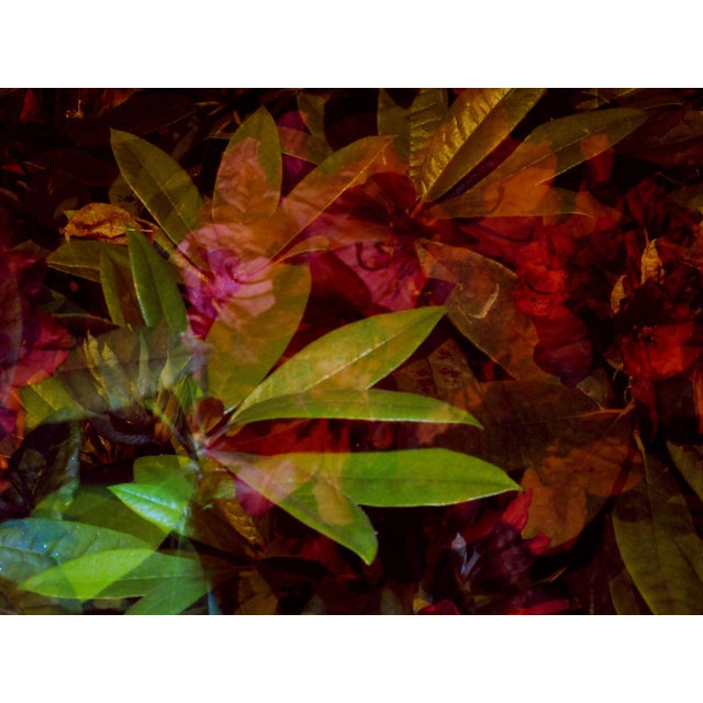 Contemporary Abstract Flower Photographic Print For Sale