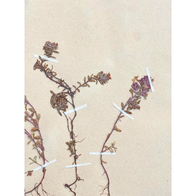 1930s Vintage Swedish Herbarium - Thyme, Circa 1938 For Sale - Image 5 of 6