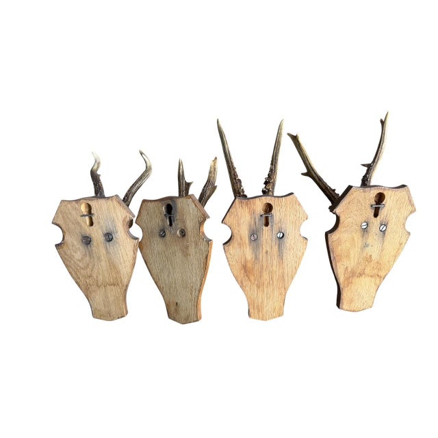 Wood Reo Deer Trophy Trophies Set of 4 136 Black Forest Antlers For Sale - Image 7 of 7