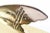 Restored Vintage Abalone, Brass and Silver Plate Sculptural Fish Bowl MCM For Sale - Image 11 of 11
