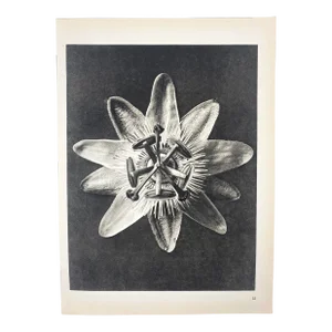 1930s Botanical Blossfeldt Print - No. 85