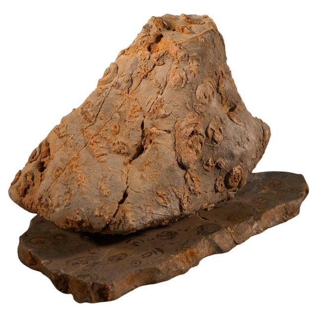 Rock Large Sculpture in Jurassic Natural Rock by Nerinea For Sale - Image 11 of 11