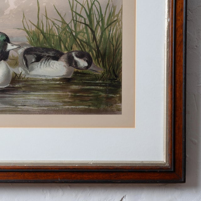 A Pair of Alexander Pope Jr. Duck Chromolithographs, 1878 For Sale - Image 9 of 12