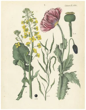 Calwer, Rapeseed and Poppy, 1854, Hand-Colored Print