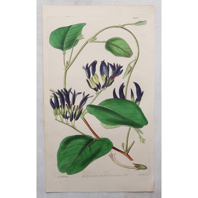After William Fitch, Botanical Illustrations, 1838, Engravings, Set of 12 For Sale - Image 3 of 14