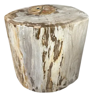 Andrianna Shamaris Impressive Large Petrified Wood Side Table