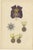 Plate Xl Hanover King's German Legion Medal Wood Engraving, 1844 For Sale - Image 3 of 9