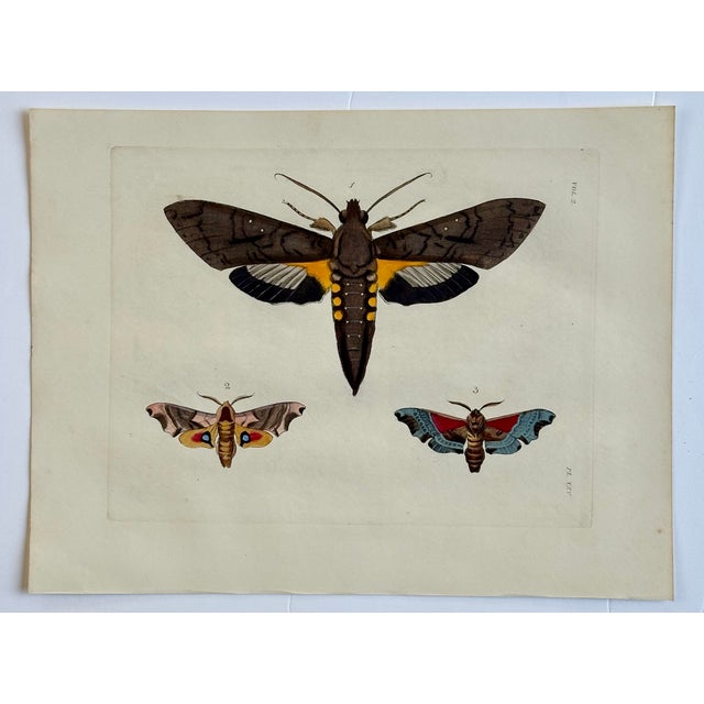 Illustration Sphinx Moths Original Engraving by Dru Drury, 1837 For Sale - Image 3 of 3