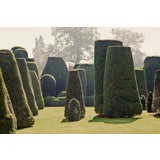 Guy Sargent, Le Jardin IV, Archival Pigment Print For Sale