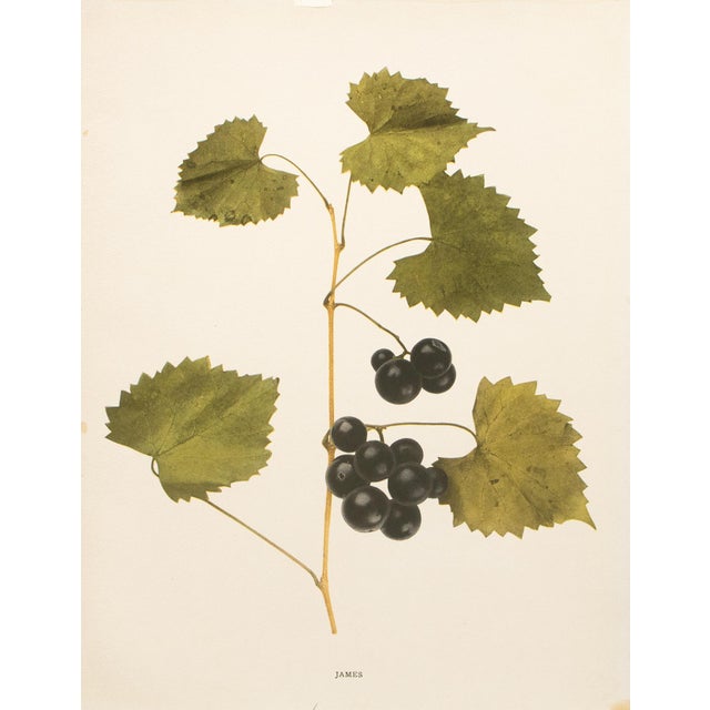 Paper 1900s U. P. Hedrick, Original Antique Photogravure of James Grapes For Sale - Image 7 of 7