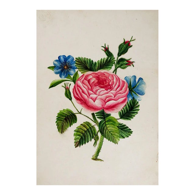 Antique Pink Rose Botanical Painting For Sale