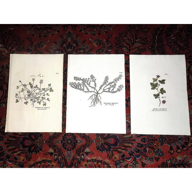 Late 18th Century Antique 18th Century Copperplate Engravings-Botanicals-Joseph Plenck -Imperial Folio - Set of 3 For Sale - Image 5 of 6