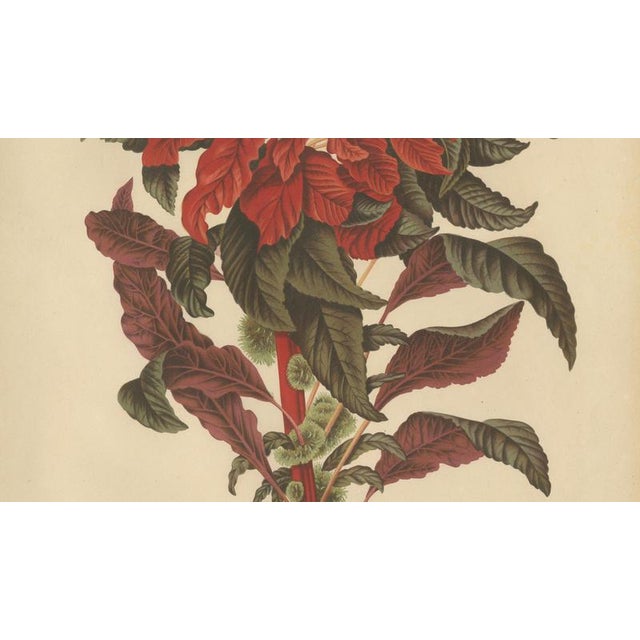 Berthe Hoola van Nooten, Joseph's Coat, 1880, Chromolithograph For Sale - Image 5 of 9