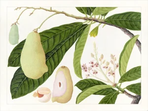 Golden Tropic Botanicals Plate #16, Giclée Print