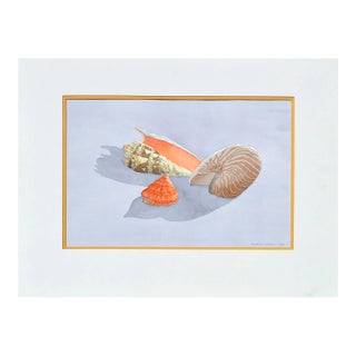 Seashell Still Life by Barbara Gibson For Sale